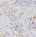Anti ATG16L1 Antibody thumbnail image 2