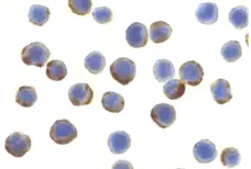 Anti Human ATG7 (C-Terminal) Antibody gallery image 2