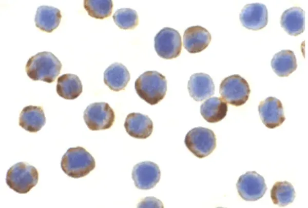 Anti Human ATG7 (C-Terminal) Antibody gallery image 2