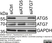 Anti Human ATG7 (C-Terminal) Antibody thumbnail image 3