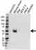 Anti ATP1B1 Antibody (PrecisionAb Polyclonal Antibody) thumbnail image 1