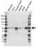 Anti ATP5A1 Antibody (PrecisionAb Polyclonal Antibody) thumbnail image 1