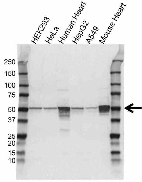 Anti ATP5A1 Antibody (PrecisionAb Polyclonal Antibody) gallery image 1