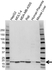 Anti ATP5D Antibody (PrecisionAb Polyclonal Antibody) thumbnail image 1