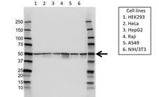 Anti Aurora-A Kinase Antibody (PrecisionAb Polyclonal Antibody) gallery image 1