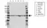 Anti Aurora-A Kinase Antibody (PrecisionAb Polyclonal Antibody) thumbnail image 1