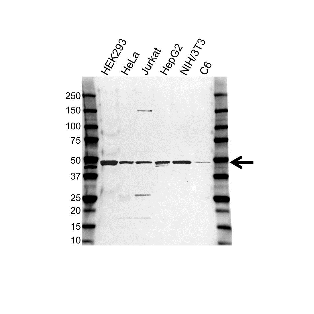 Anti Aurora-B Kinase Antibody (PrecisionAb Polyclonal Antibody) gallery image 1