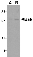Anti BAK (N-Terminal) Antibody gallery image 2