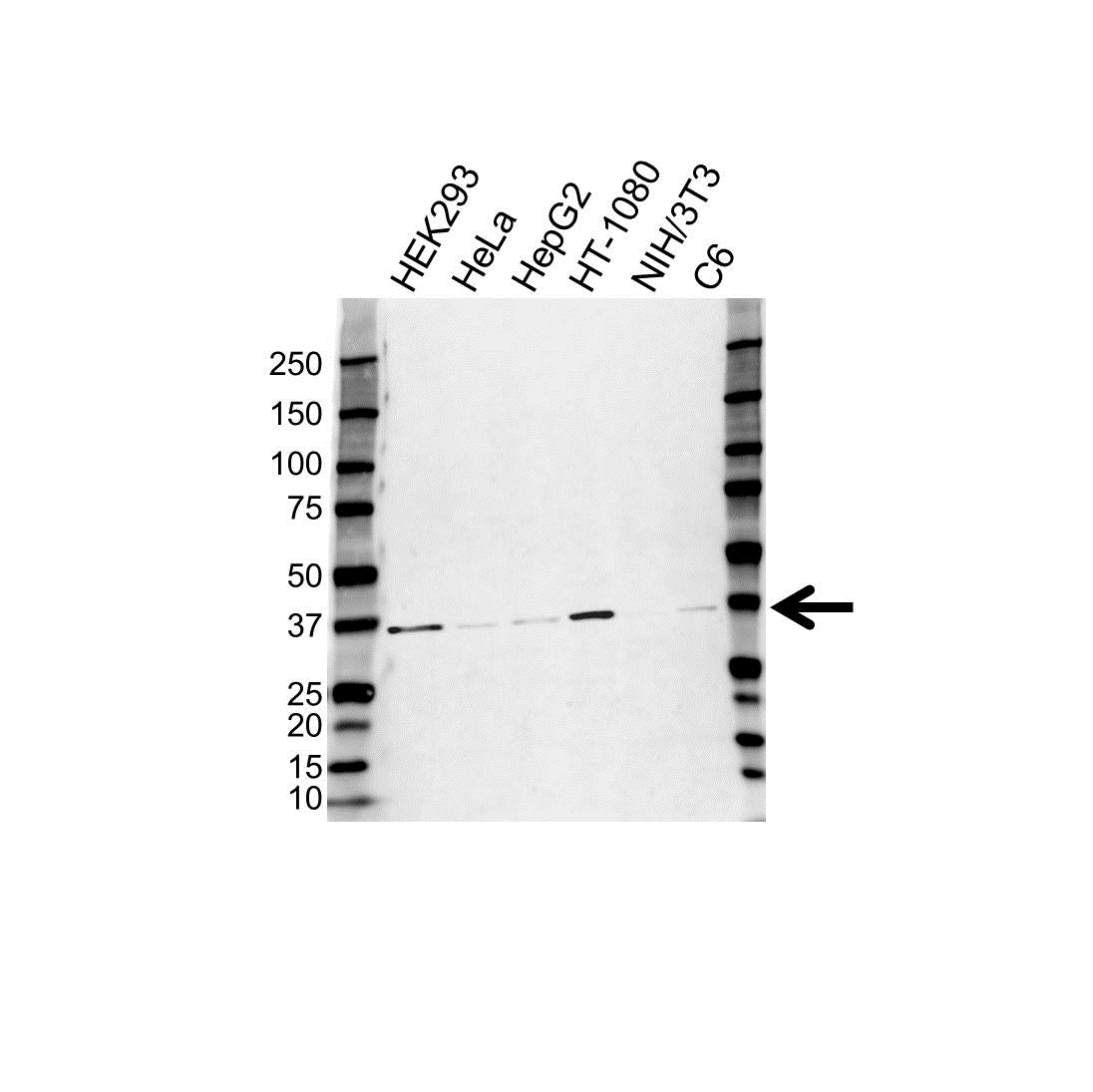 Anti Bap Antibody (PrecisionAb Polyclonal Antibody) gallery image 1