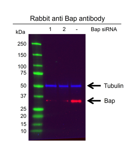 Anti Bap Antibody (PrecisionAb Polyclonal Antibody) gallery image 2