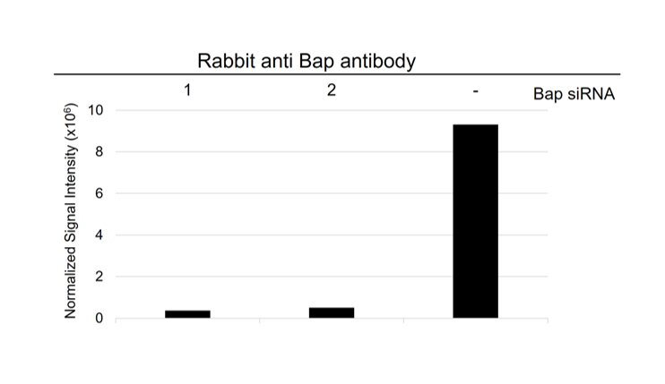 Anti Bap Antibody (PrecisionAb Polyclonal Antibody) gallery image 3
