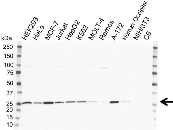 Anti BAP31 Antibody (PrecisionAb Polyclonal Antibody) gallery image 2