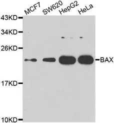 Anti BAX Antibody gallery image 1