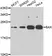 Anti BAX Antibody thumbnail image 1