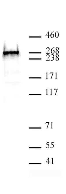Anti Human BAZ2A Antibody gallery image 1