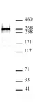 Anti Human BAZ2A Antibody thumbnail image 1