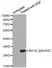 Anti Bcl-xL (pSer62) Antibody thumbnail image 1