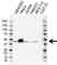 Anti BETA-CENTRACTIN Antibody (PrecisionAb Polyclonal Antibody) thumbnail image 1