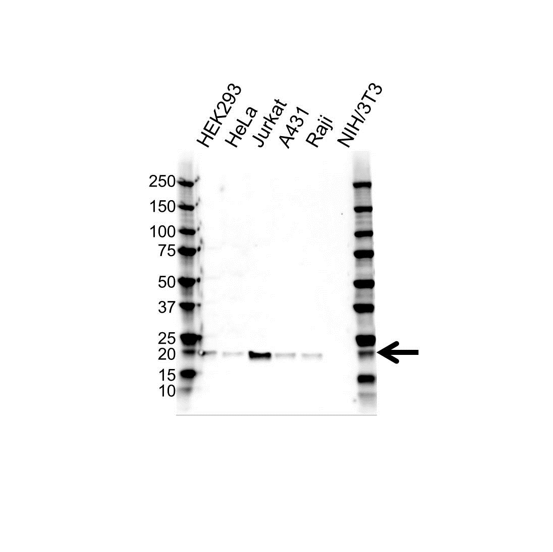 Anti BID Antibody (PrecisionAb Polyclonal Antibody) gallery image 1
