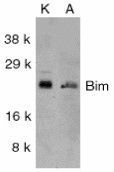 Anti BIM Antibody thumbnail image 1