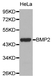 Anti BMP-2 Antibody thumbnail image 1