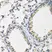 Anti BMP-2 Antibody thumbnail image 3