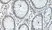 Anti Human BMP-2 Antibody thumbnail image 1