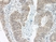 Anti Human BMP-2 Antibody thumbnail image 2