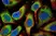 Anti Human BMP-2 Antibody thumbnail image 3