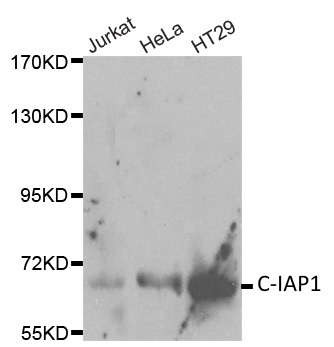 Anti C-IAP1 Antibody gallery image 1