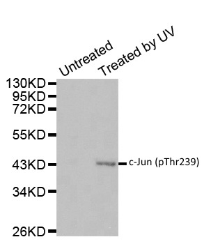 Anti c-Jun (pThr239) Antibody gallery image 1