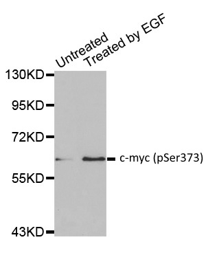 Anti c-Myc (pSer373) Antibody gallery image 1