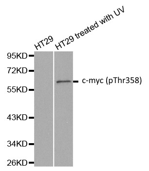 Anti c-Myc (pThr358) Antibody gallery image 1