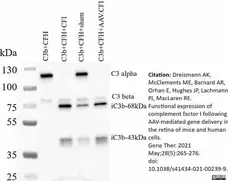 Anti Human C3 Antibody gallery image 1