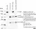 Anti Human C3 Antibody thumbnail image 1