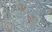 Anti Human C4d Antibody thumbnail image 2
