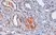 Anti Human C4d Antibody thumbnail image 3
