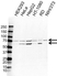Anti Calpain-10 Antibody (PrecisionAb Polyclonal Antibody) thumbnail image 1