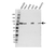 Anti Calpain-5 Antibody (PrecisionAb Polyclonal Antibody) thumbnail image 1