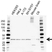 Anti Calretinin Antibody (PrecisionAb Polyclonal Antibody) thumbnail image 1