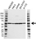 Anti Cannabinoid Receptor 1 Antibody (PrecisionAb Polyclonal Antibody) thumbnail image 1
