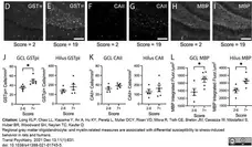 Anti Human Carbonic Anhydrase II Antibody gallery image 3