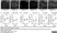Anti Human Carbonic Anhydrase II Antibody thumbnail image 3