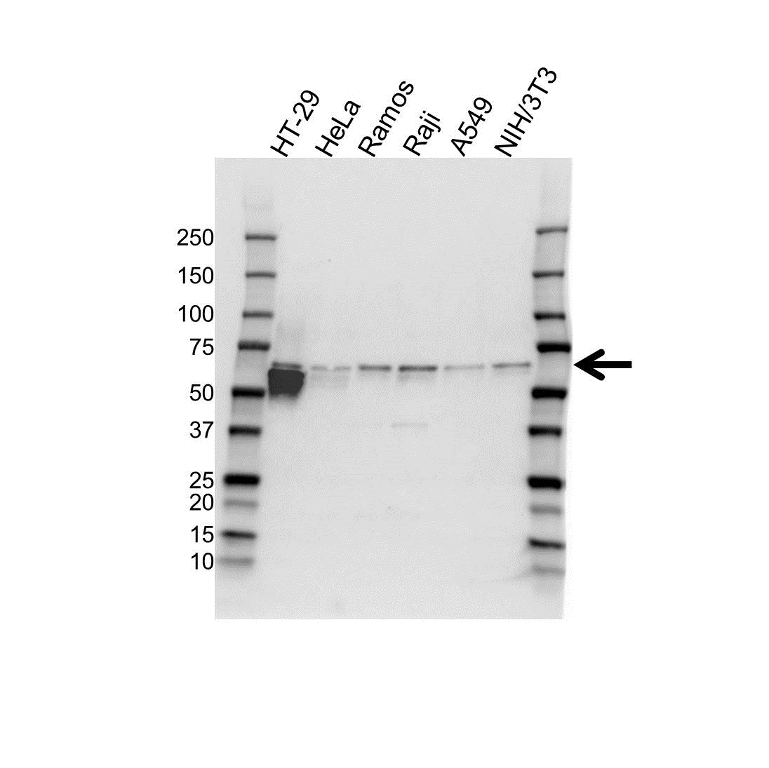 Anti Carbonic Anhydrase Ix Antibody (PrecisionAb Polyclonal Antibody) gallery image 1