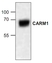 Anti CARM1 Antibody thumbnail image 1