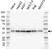 Anti Casein Kinase 2 Alpha 1 Antibody (PrecisionAb Polyclonal Antibody) thumbnail image 1