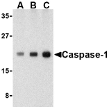 Anti Human Caspase-1 (C-Terminal) Antibody gallery image 1