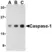 Anti Human Caspase-1 (C-Terminal) Antibody thumbnail image 1