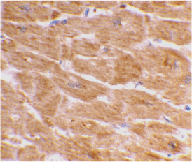 Anti Human Caspase-1 (C-Terminal) Antibody gallery image 2