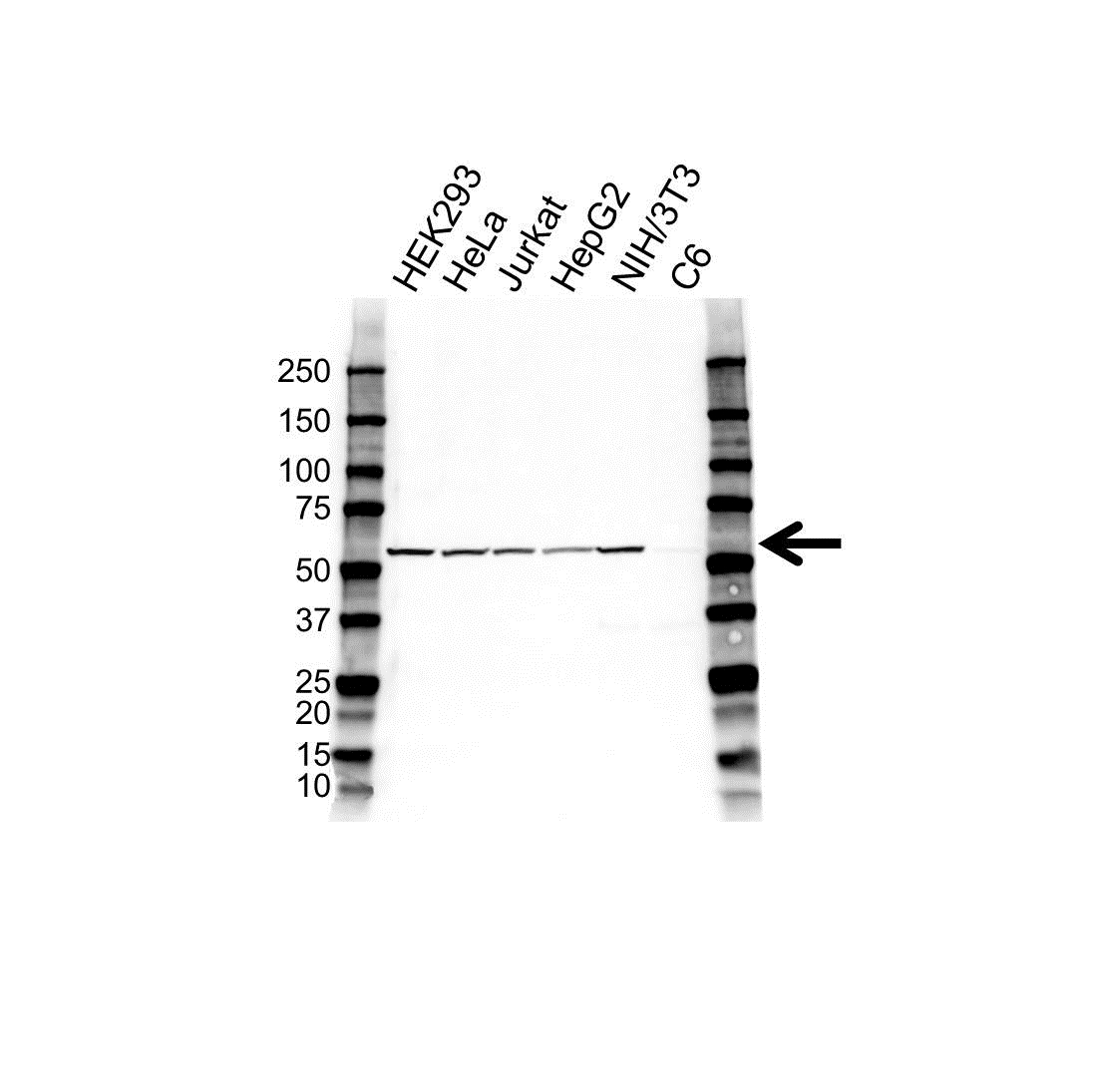 Anti Caspase-10 Antibody (PrecisionAb Polyclonal Antibody) gallery image 1